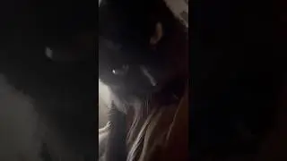 Хозяйка - засранка и кот-маньяк 😂 