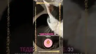 👀А у котёнка Тедди новая собственность - новый подарок 🎁