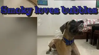 Smoky loves to play with bubbles 🧼
