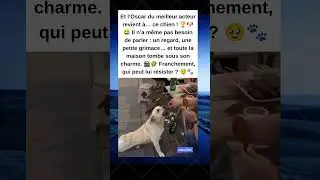 Et l’Oscar du meilleur acteur revient à… 🏆🐶😂