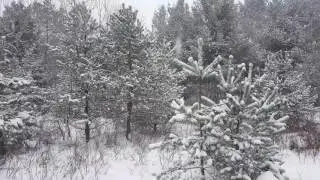 Flocking trees
