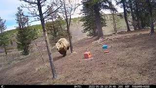Brown Bear Chases Wild Horses