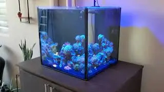 custum cube tank....Hydra, refugium & NSW
