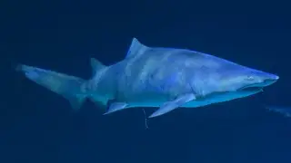 Shark Reef Aquarium at Mandalay Bay - December 18, 2022