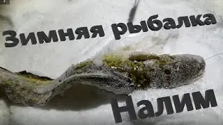 Рыбачим на Ишиме. Улов налима.