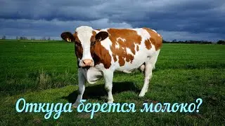 Как появляется молоко. Под расслабляющую музыку