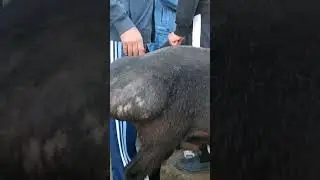 кучкар бараны овцы 