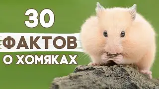 Интересные Факты о Хомяках