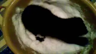 Домашний соболь Митя.Купание в снегу.Забавно.