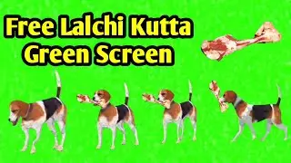 Green Screen dog l Green screen cartoon