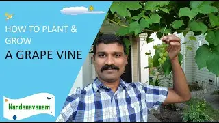 How to Plant and Grow Grapes 🍇🍇🍇 in your Garden 🏡