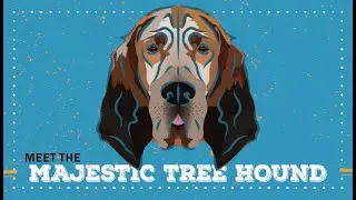 Majestic Tree Hound Breed | CKC Breed Facts & Profile