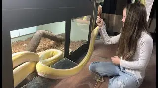Reticulated Python is rather fond of ice cream