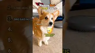 Ranking Best Corgi Core 😂
