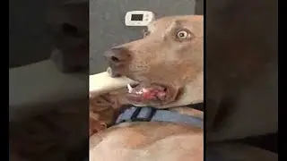 The best dog reaction