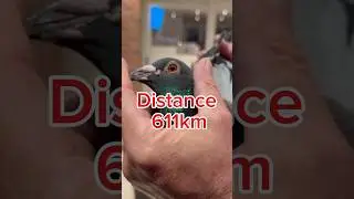 National winner from old birds | Tulle race | Racing pigeons #pigeon #shorts #kabootar #birds