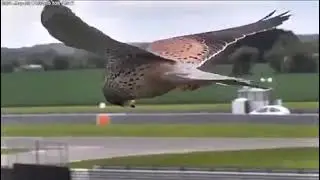 Сокол завис на воздухе/The falcon hovered in the air