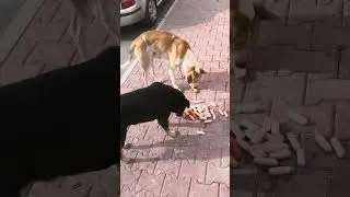 как отношусь я к бездомным животным