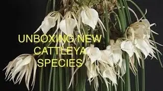 Unboxing a new Cattleya orchid species #orchids #brassavola #santabarabaraorchidestate #cattleya