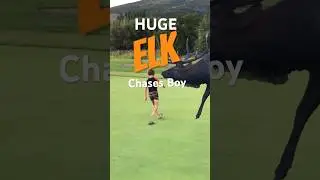 HUGE Bull ELK chases BOY on a Golf Course #shorts