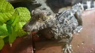Dwarf Caiman Update - getting BIG!
