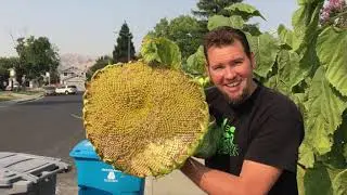 Biggest Sun Flower I have ever Grown in the garden