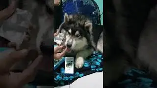 Bravecto is the most effective medicine to kill fleas my husky puppy 