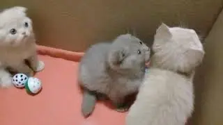 Вислоухие котята