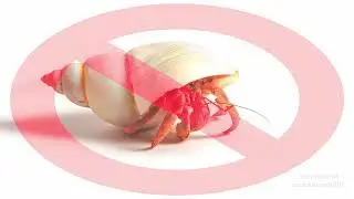 Don't be so shellfish