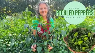 Pickled Peppers are for Real not just for Peter! Pickling Jalapenos Step by Step