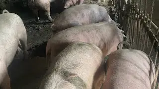 ЦІНИ НА ЖИВУ ВАГУ😢/СТАНКИ ДЛЯ СВИНОМАТОК😃