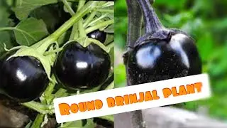 Tasty Round brinjal plant in pot.😋