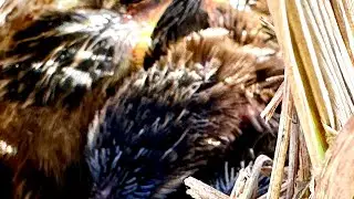 10 Sarang Burung Cici Padi - 4 anak segera terbang