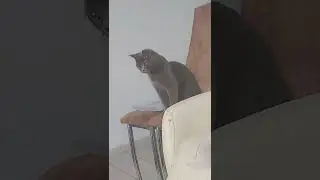 Kedi Candır Abi yapma annem bakıyor #kedi #keşfet #kids #keşfetteyiz