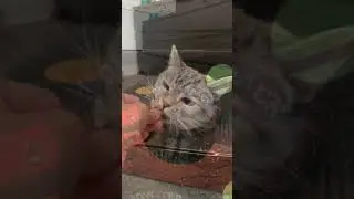 Cat VS Treats #cat