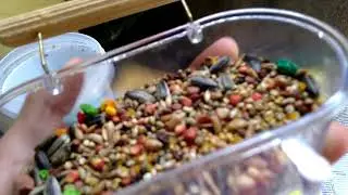 Botando alimentação para os meus periquitos australianos
