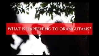 What is happening to orangutans?