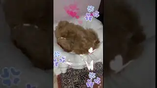 Здравствуй утро.!