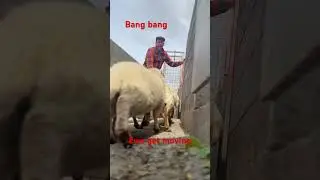Getting ewe moved #sheepfarming #youtubeshorts #Speed #sheephusbandry #skills #viralvideo