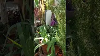 The beautiful Plants
