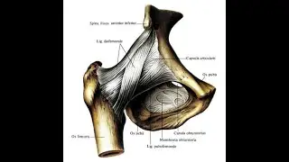 Particular arthosyndesmology part 2