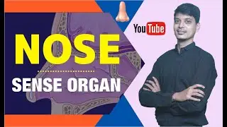 NOSE | SENSE ORGAN