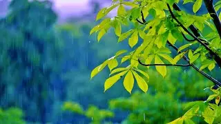 9 Hours Relaxing Sleep Music + Rain Sounds 🎵 Calming Music, Insomnia (Rainy Day)