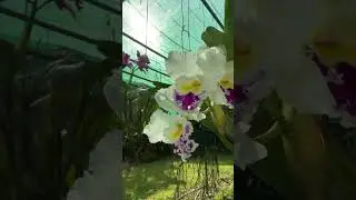 Cattleya loui hope