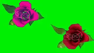 green screen |green screen flower effect| Rose green screen|flower green screen background effect