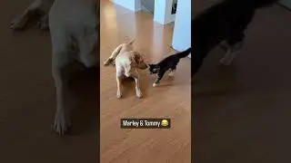 Marley end Tommy #biili #tiktok #cat #shorts #BIILI