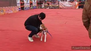 Dog Show Gorakhpur Mahotsav