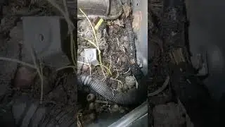 Крыса сожрала провода в приоре