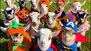 Baby goats in costumes! Name those baby goats!
