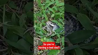 You're having a bad day? #snake #eating #frog #garner #outdoor #explore #mood #dance #Hawk Tuah